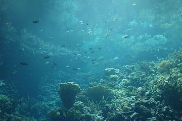 Unterwasser-Welt 11 von Carin Klabbers