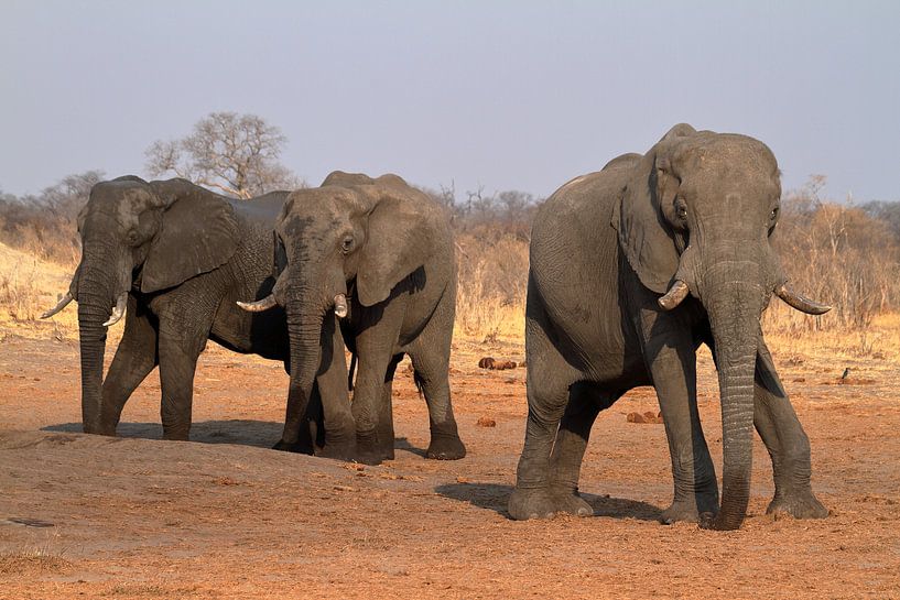 Afrikanische Elefanten in der Savanne von Roland Brack