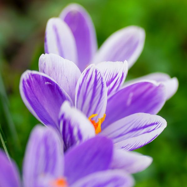 Crocus by Dirk van Egmond