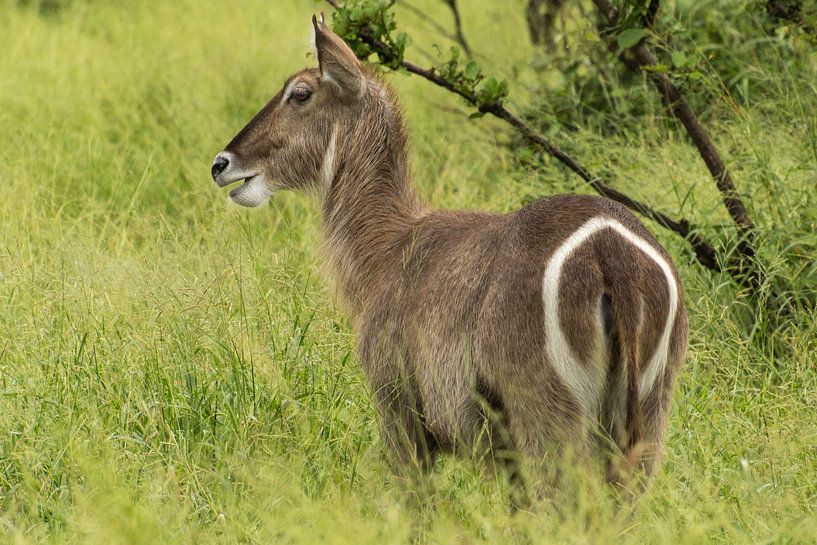 Waterbuck by Marijke Arends-Meiring