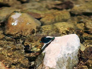 Blauw/groene libelle op een steen in een beekje van Monrey