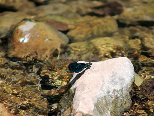 Blue/green dragonfly on a stone in a stream