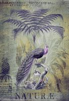 Nostalgic Peacocks In The Rainforest
