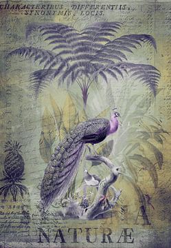 Nostalgic Peacocks In The Rainforest by Andrea Haase