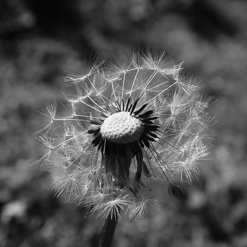 Dandelion black and white photography