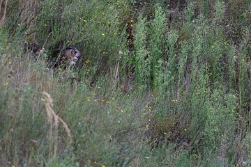 Eurasian Eagle Owl ( Bubo bubo ) sitting, hiding under, between bushes, shrubbery, vegetation, at du van wunderbare Erde