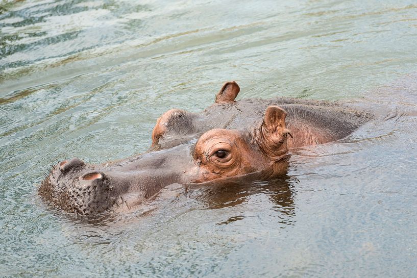 Kop van zwemmend nijlpaard  von Tonko Oosterink