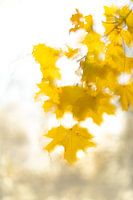 Feuille d'automne