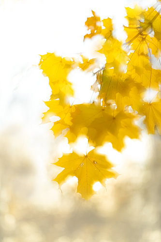 Herfst blad