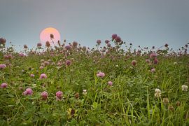 Klaverbloemen in een weide. Bloemenweide in groen en roze.