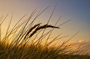 Gras auf einer Düne an der Küste bei Sonnenuntergang. Naturfoto während einer Wanderung an der Ostsee. von Martin Köbsch