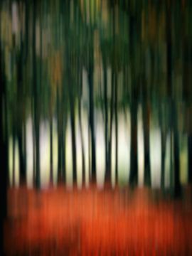 Dans la forêt de hêtres (I) sur André Blom Fotografie Utrecht