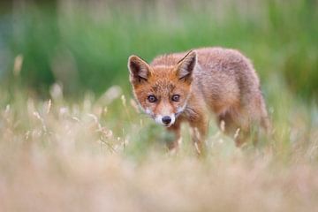 red fox cub sur Pim Leijen