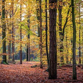 Drenthe-Wälder von Frans Plat