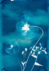 Blaue Mohnblumen