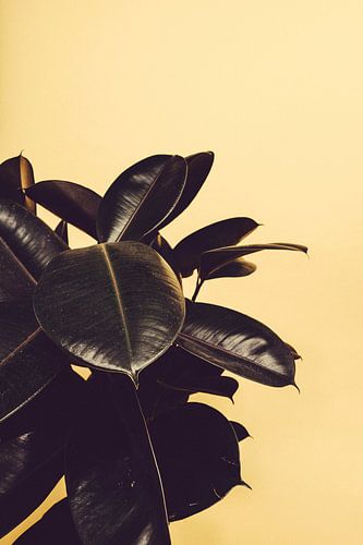 Rubber Plant Yellow II