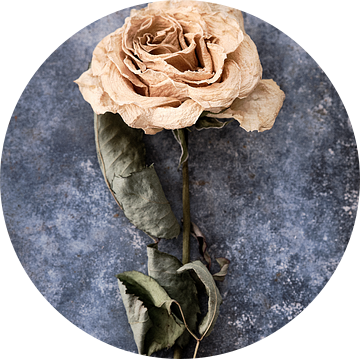 gedroogde roos op zinken ondergrond van Karel Ham