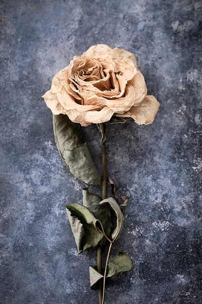 getrocknete Rose auf Zinkuntergrund von Karel Ham