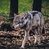 European wolf by Mark Zanderink