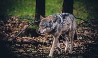 Europäischer Wolf