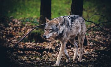 Europäischer Wolf von Mark Zanderink
