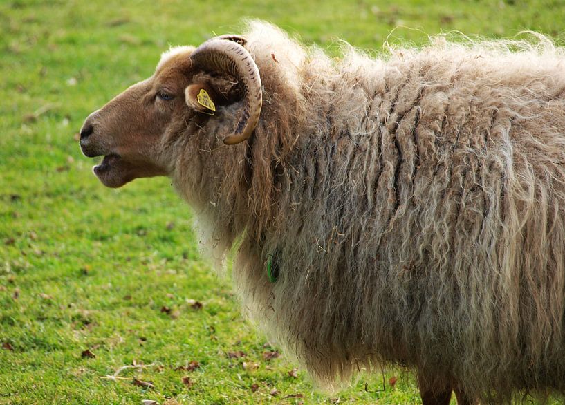 Schaap by Rinke Velds