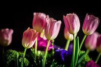 Tulips Bouquet
