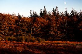 Kaapse Bossen #2 von Christiaan Krouwels