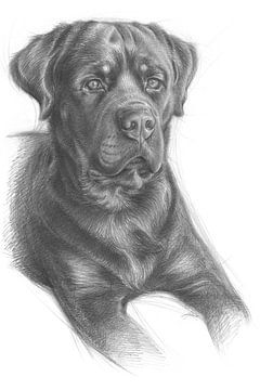 Gezicht van een jonge Rottweiler van Adria Mueller