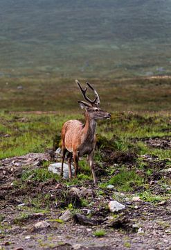 Red deer in the Scottish Highlands by Ken Costers