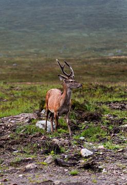 Cerfs rouges dans les Highlands écossais sur Ken Costers