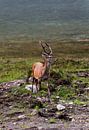 Rotwild in den schottischen Highlands von Ken Costers Miniaturansicht