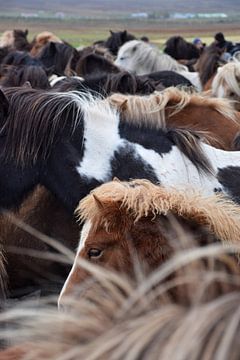 Foal in the herd by Elisa in Iceland