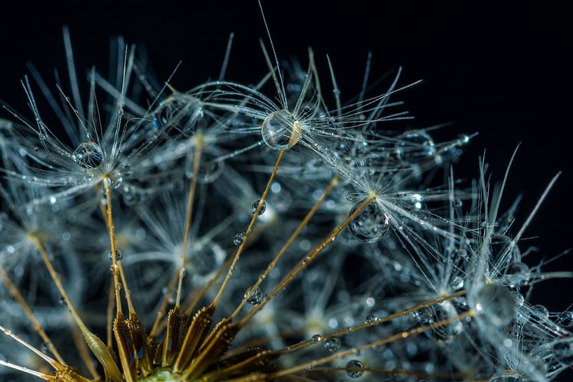 Dandelion by Hermann Schmider