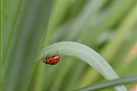 A ladybug on a journey through nature