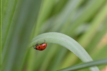 Ein Marienkäfer auf einer Reise durch die Natur