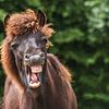 Un cheval islandais bâille sur Iris van Velzen