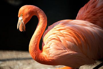 Flamingo van Marcel van Laar