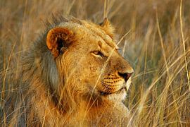 Lion in Okavango Delta by Marieke Funke