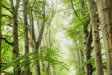L'avenue des hêtres le long du chemin forestier, au printemps sur Frans Lemmens