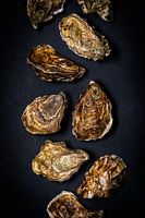 Oysters