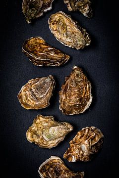 Oysters by Sylvia Fransen