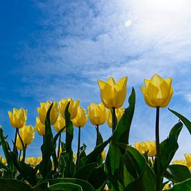 Gele tulpen van Wijnand Medendorp