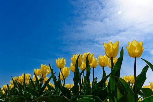 Yellow tulips