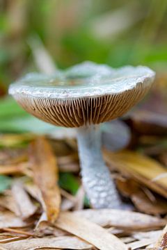 Mushroom #006