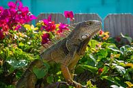 USA, Florida, Giant reptile Iguana lizard sitting on a fence by adventure-photos thumbnail
