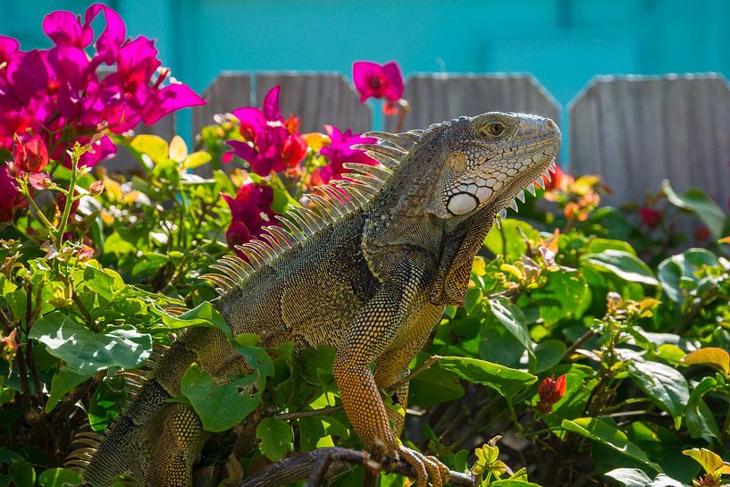 USA, Florida, Giant reptile Iguana lizard sitting on a fence by adventure-photos