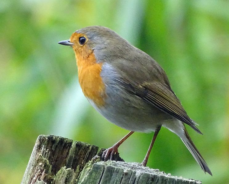 European Robin. by Robert Moeliker