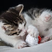 Ensor the cat plays and the ball of white wool.