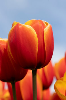Tulpen